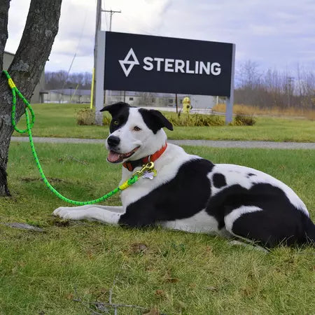 Sterling Rope Dog Leash